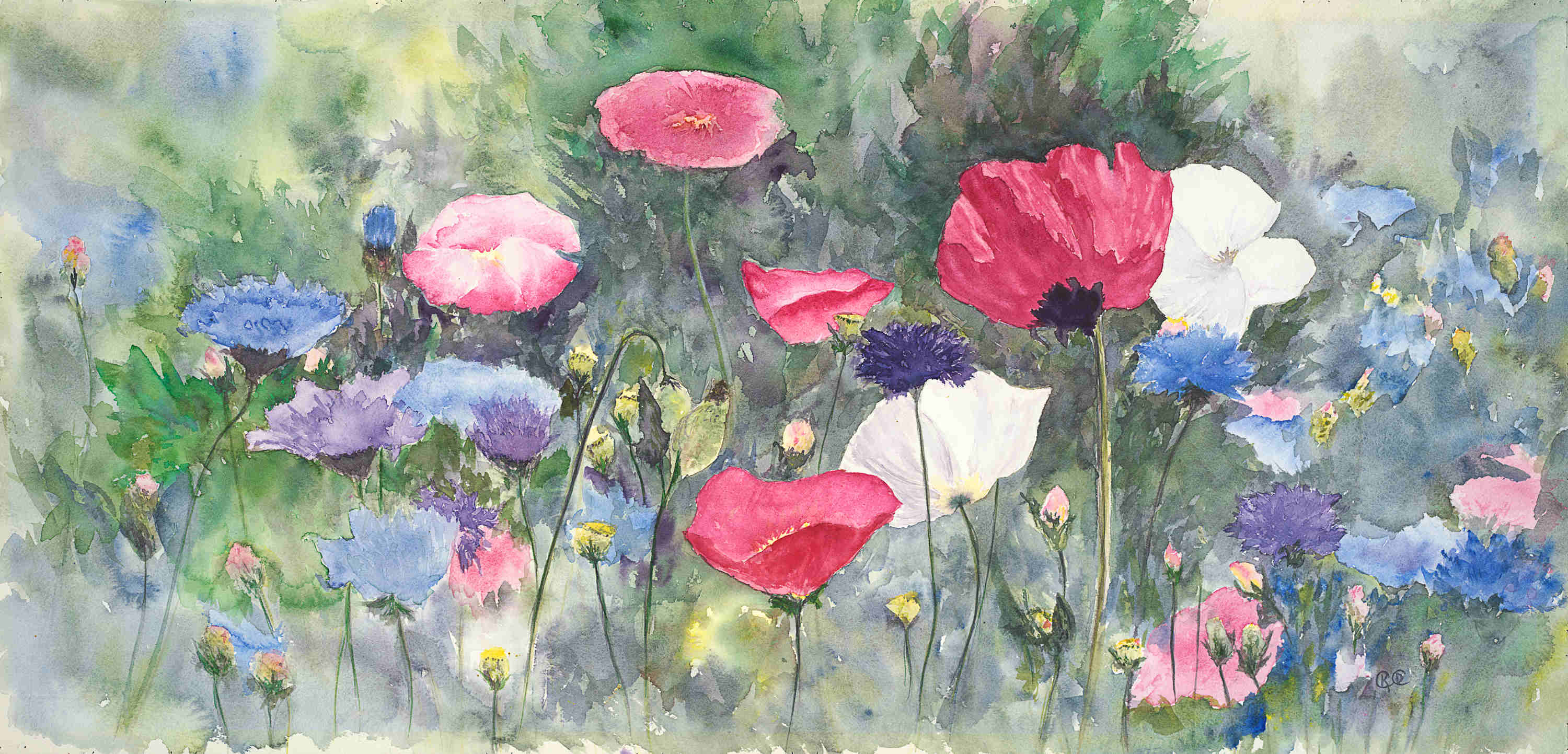 Passion For Poppies Poppies